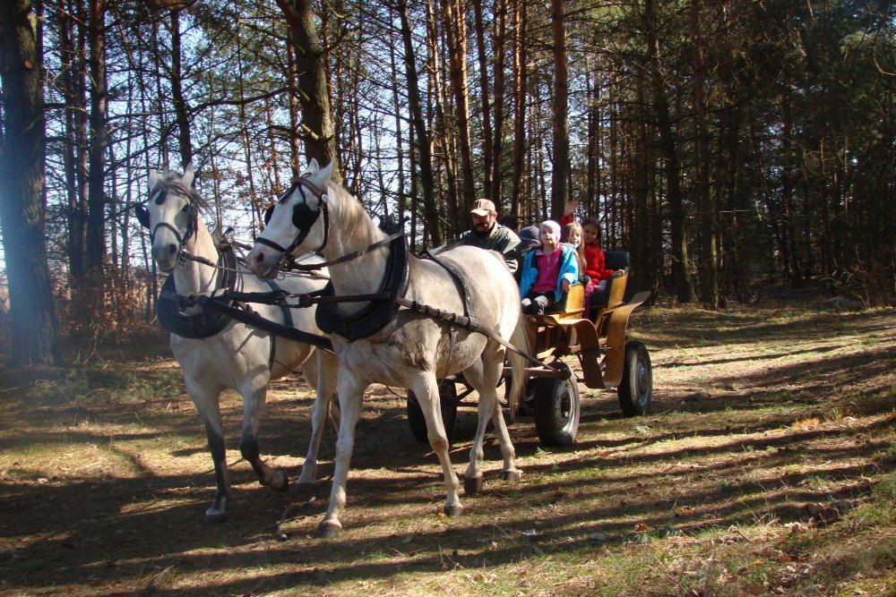 LAS BLIŻEJ NAS