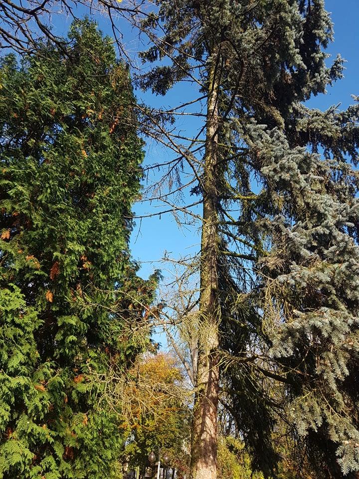 Rewitalizacja Parku
