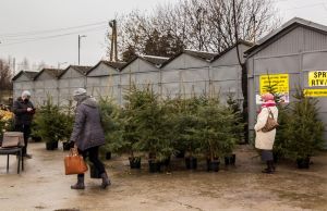 Zdjęcie przedstawia mieszkańców Buska-Zdroju wybierających świąteczne drzewko